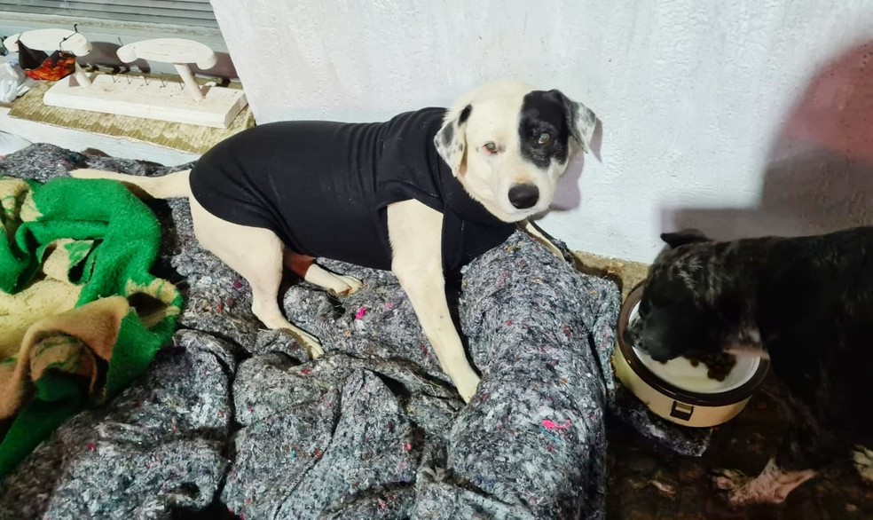 Animais de rua recebem são presenteados com roupinhas para se protegerem do frio em Itapetininga — Foto: Arquivo Pessoal