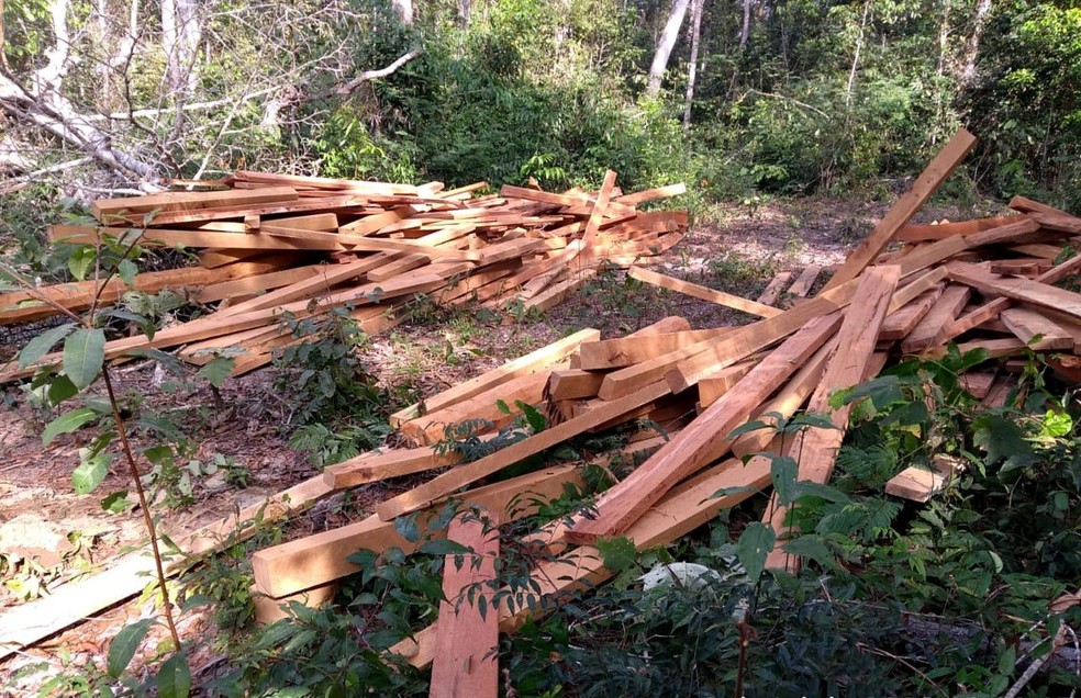 Toras derrubadas estavam sendo processadas dentro da própria reserva, em RO — Foto: PF/Divulgação
