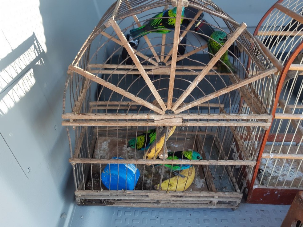Pássaros silvestres capturados em área de proteção ambiental são apreendidos na BR-101, em Macaé, no RJ — Foto: Divulgação/PRF