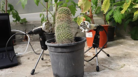 Plantas "gritam" quando estão com sede ou são cortadas, aponta pesquisa