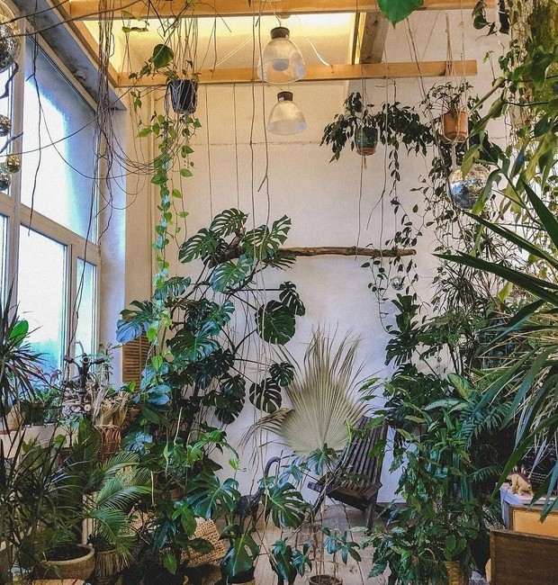 O interesse por plantas dentro dos apartamentos, criando um visual chamado de “urban jungle”, algo como floresta no meio da urbanidade, cresce muito, ainda mais em tempos de reclusão social e conexão maior com o lar. Espécies como as Costelas de Adão, na  (Foto: Reprodução / Instagram / Melanie Bóivin /@urbanjungleblog)