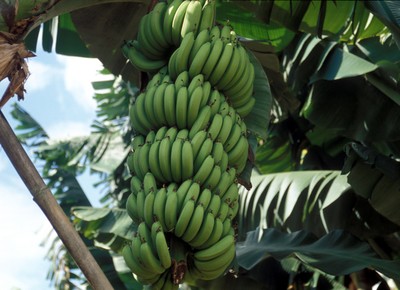 agricultura_bananeira_banana (Foto: Ernesto de Souza/Ed. Globo)
