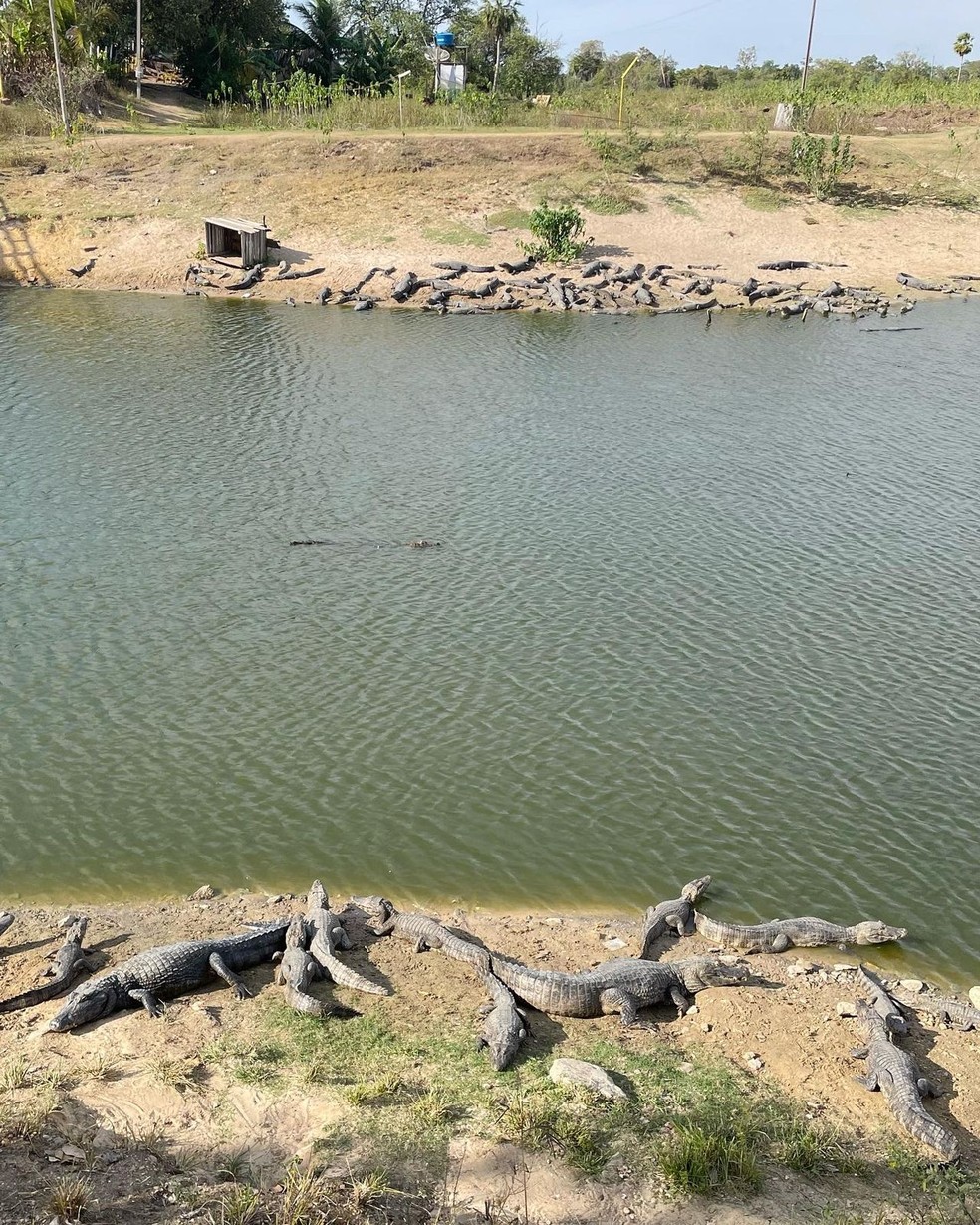 Lago próximo a Corumbá (MS) — Foto: Matheus Carvalho/Reprodução