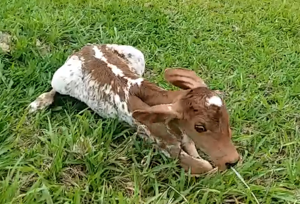 Vaca deu à luz duas fêmeas e um macho na manhã desta sexta-feira (13) — Foto: Arquivo pessoal/Peterson Julien