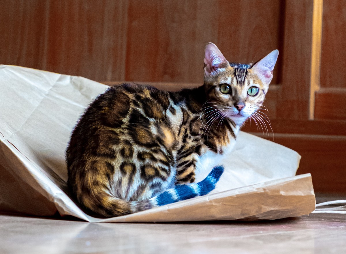 O gato bengal é um exemplo de gato híbrido: ele descende do gato doméstico e do gato-leopardo asiático (Foto: Unsplash/ Bodi.raw/ CreativeCommons)