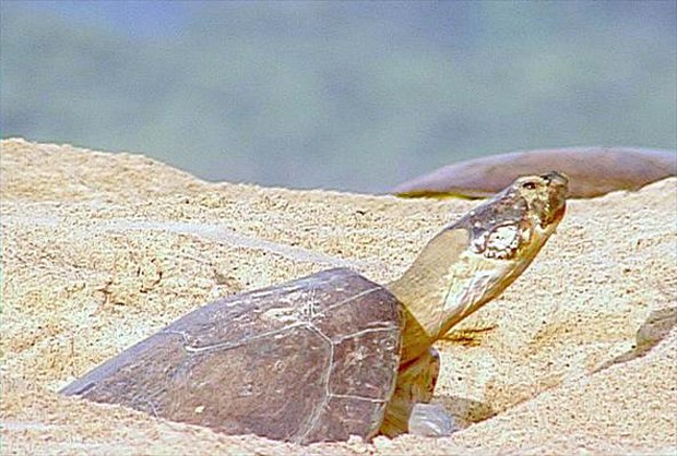 Essa tartaruga habita baías de grandes rios e lagos (Foto: Carlos Alberto Coutinho / TG)