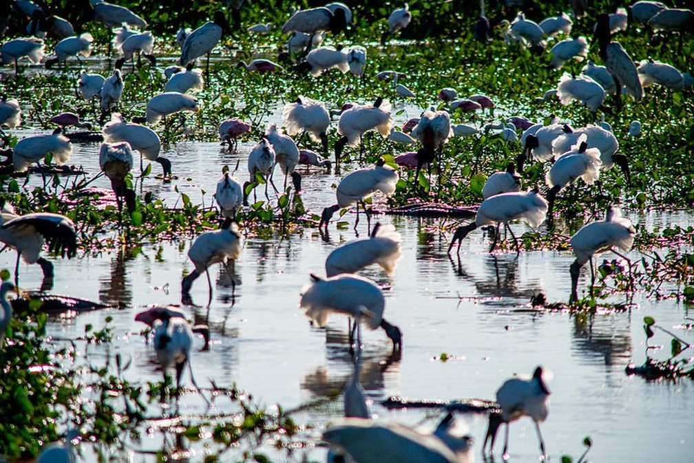 Dia do Pantanal: o bioma com a maior biodiversidade do planeta — Foto: REM/MT