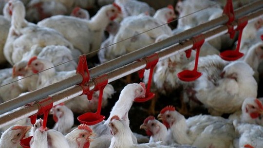 Indústria brasileira altera rotina para evitar riscos de gripe aviária 