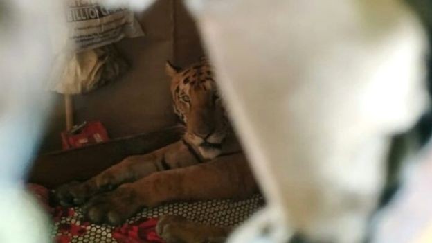 Tigre dorme dentro de residência na Índia  (Foto: WTI)
