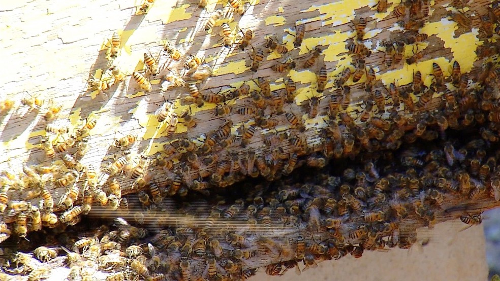 Por causa da seca, o número de apicultores em plena atividade no RN caiu pela metade (Foto: Reprodução/Inter TV Cabugi)