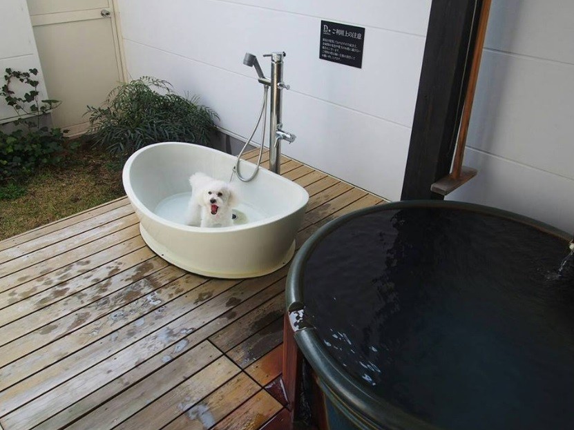 Cão é preparado para banho com sais minerais