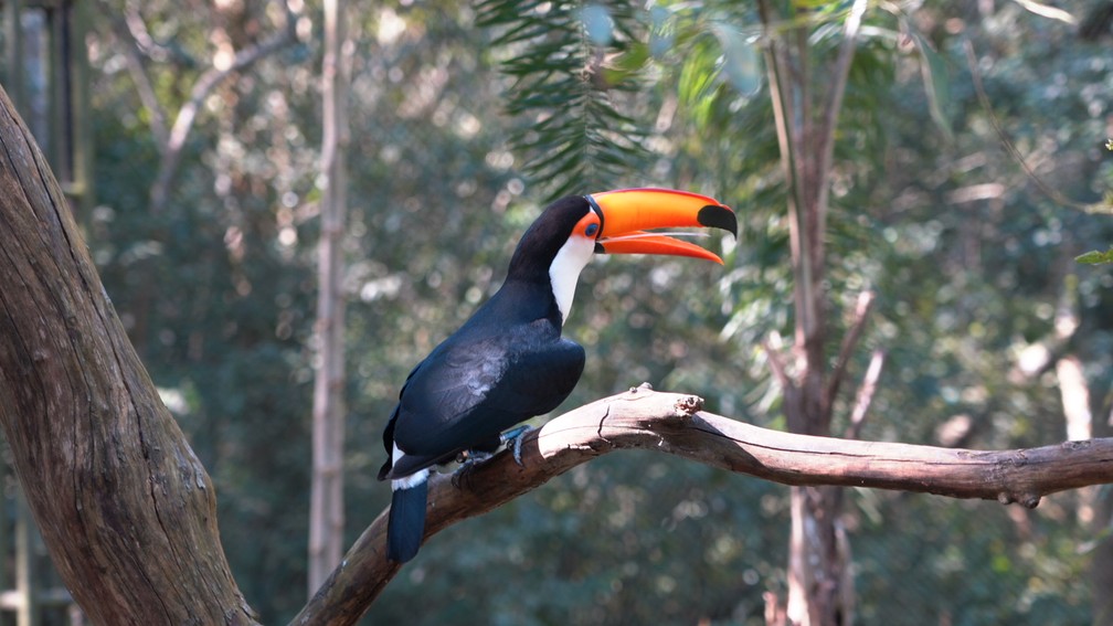 Parque das Aves - Foz do Iguaçu — Foto: Divulgação/Parque das Aves