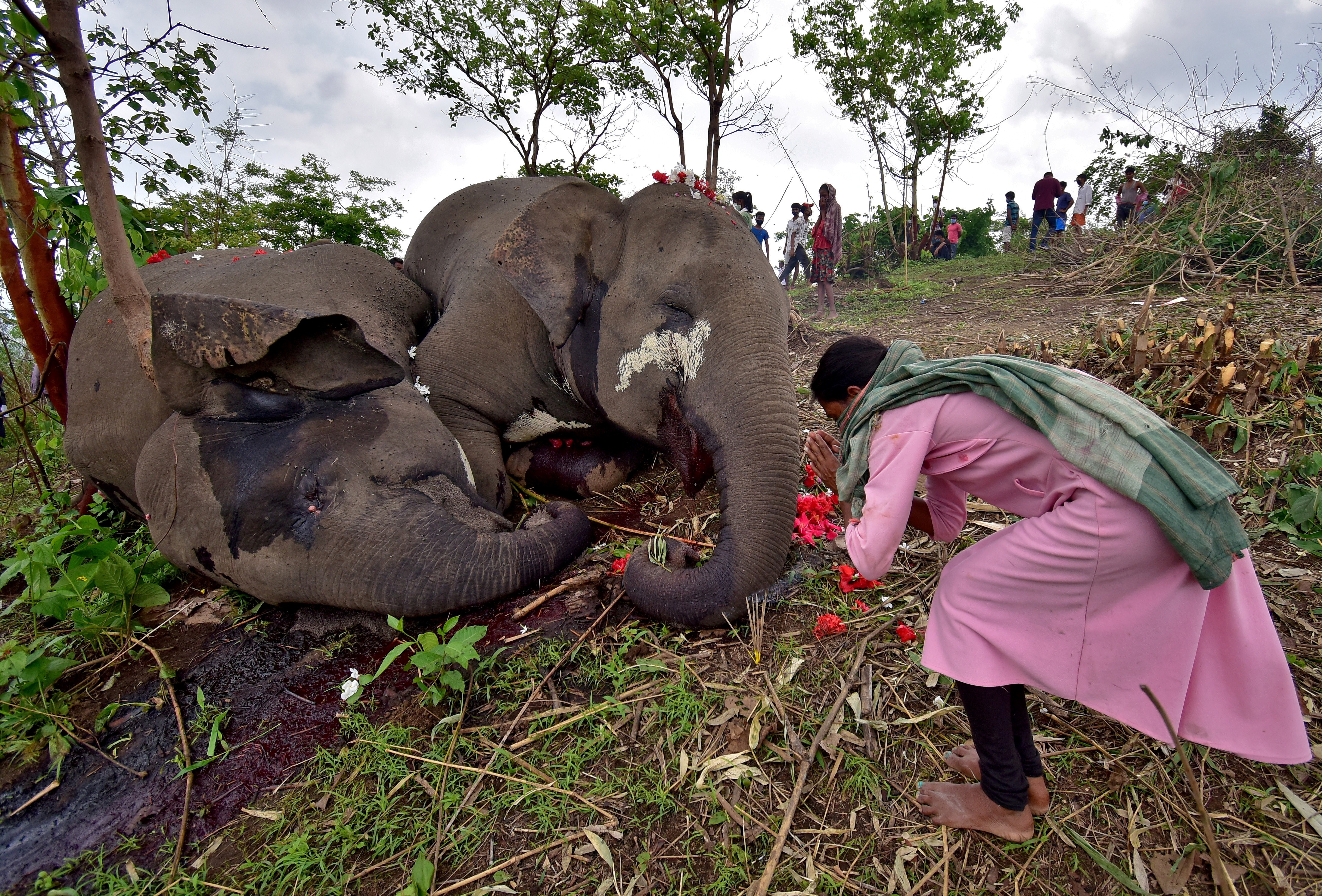 18 elefantes são achados mortos na Índia; raio pode ter sido a causa thumbnail