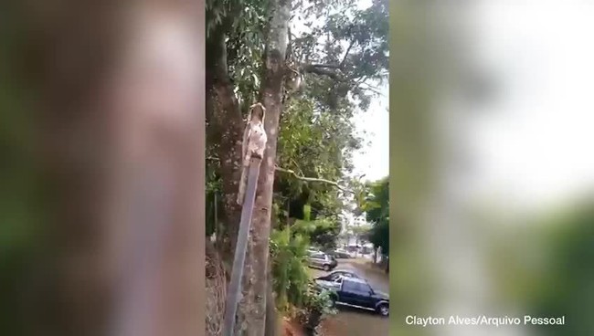 ‘Ave fantasma’ é flagrada em área urbana de Chapecó