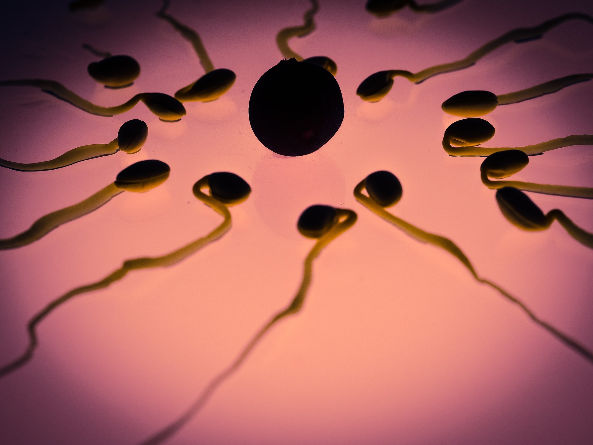 Contraceptivo masculino se mostrou eficaz em testes com ratos  (Foto: TBIT/Pixabay )