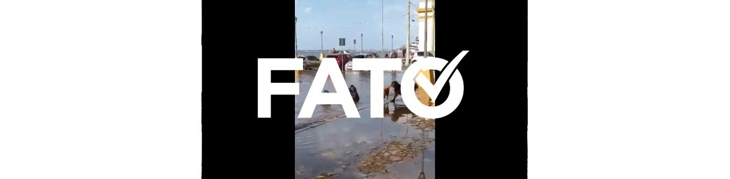 É #FATO que leões marinhos interagiram com cães durante enchente no RS, como mostra vídeo que viralizou