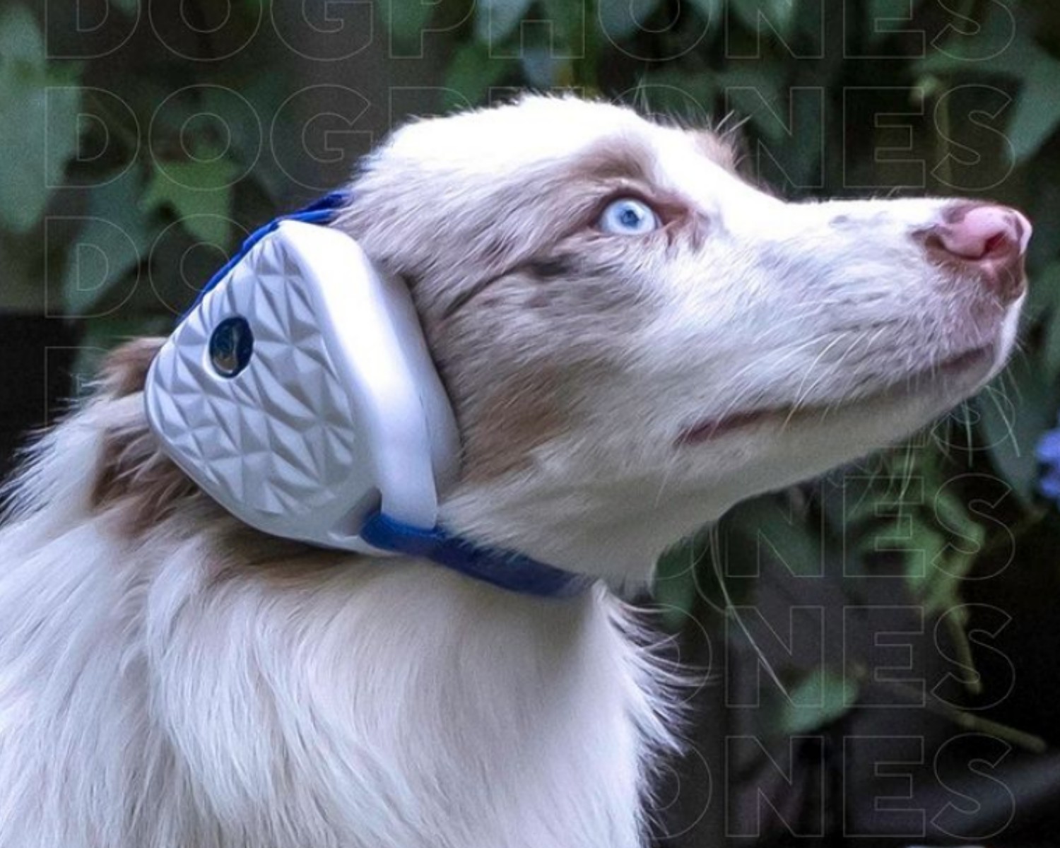 Fone de ouvido antirruído para cachorro, Dogphone, R$ 299 (Foto: Divulgação)