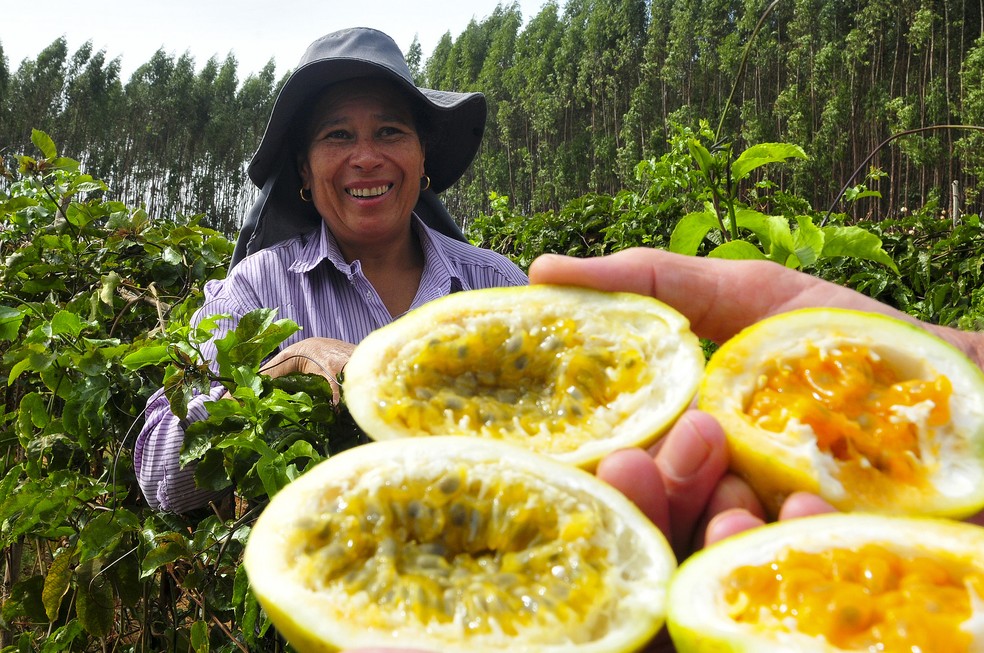 Agricultura mostra produção de maracujás no DF, em imagem de arquivo — Foto: Tony Winston/Agência Brasília