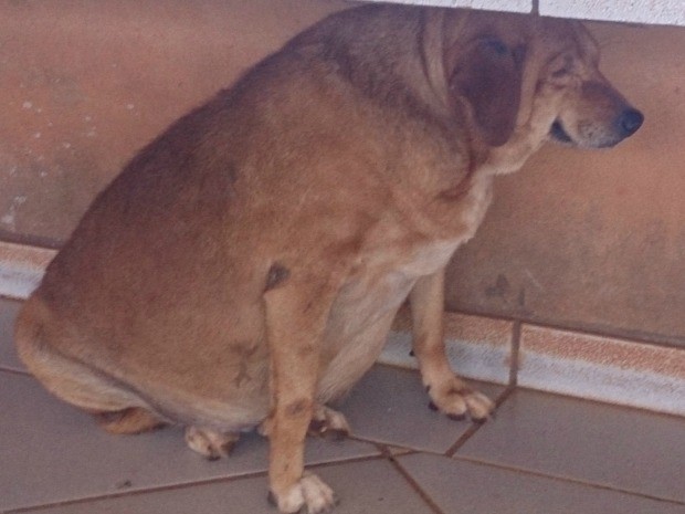 Cão começou a ganhar peso após se tornar mascote de lanchonete de posto de combustíveis em MT (Foto: Nill Vianna/Arquivo pessoal)