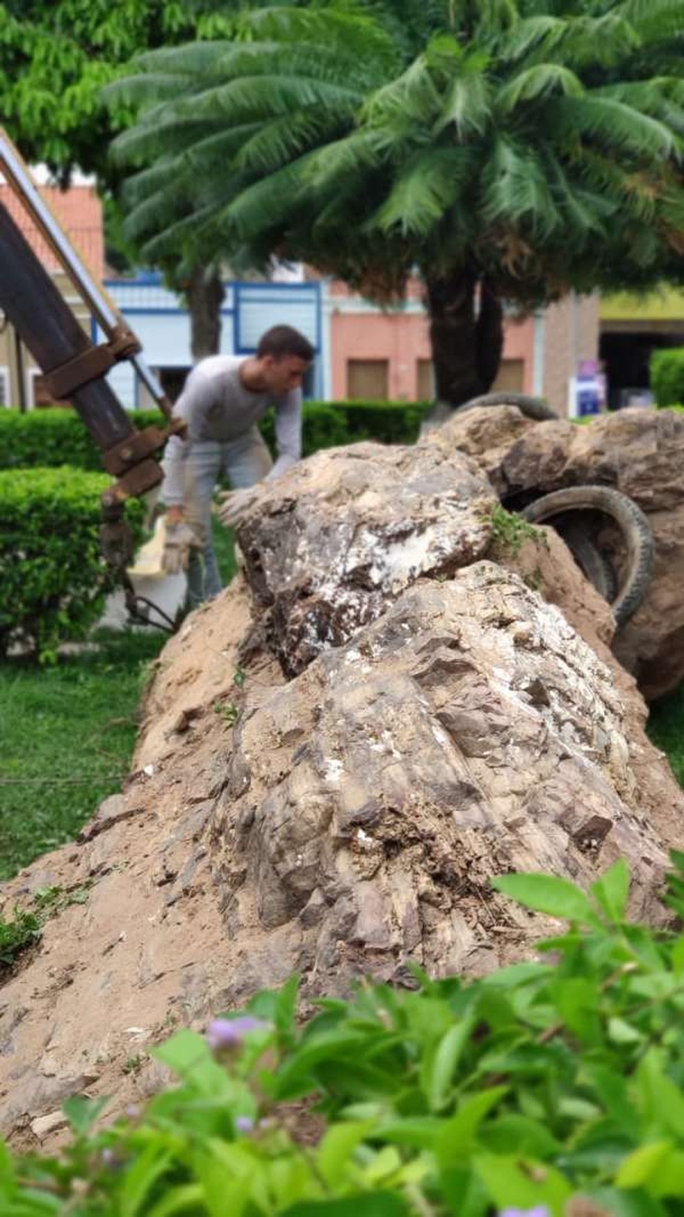 Fósseis estão expostos em praça na cidade de Santana do Cariri. — Foto: Divulgação/Urca