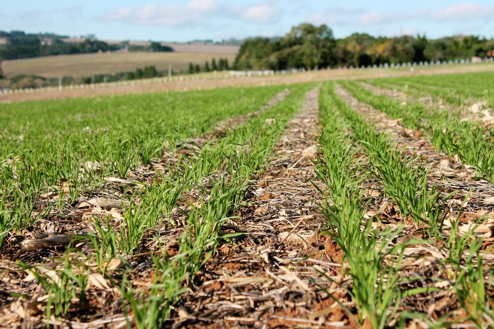 Plantio direto consiste em semear nova safra com a palhada da anterior cobrindo o solo — Foto: Fundação ABC
