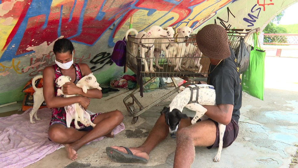 Renato dos Santos e Damiana Dias moram na rua, no Recife, e cuidam de 17 cachorros — Foto: Reprodução/TV Globo