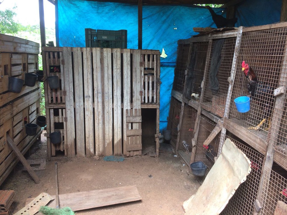 Apetrechos usados em rinhas de galos foram apreendidos em Irapuru (Foto: Cedida/Polícia Militar)
