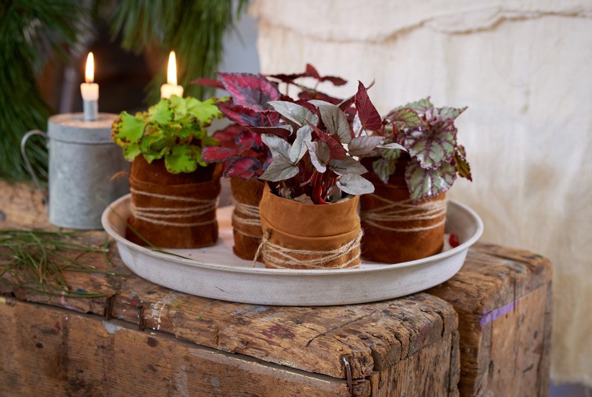 Decoração de Natal: 12 ideias para aproveitar as plantas que você tem em casa (Foto: reprodução / Pinterest)