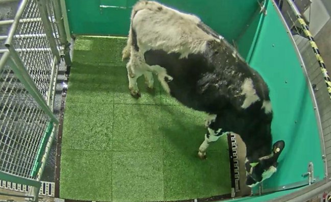 BBC - Uma vaca usa um 'MooLoo' como parte de um experimento (Foto: BBC News)