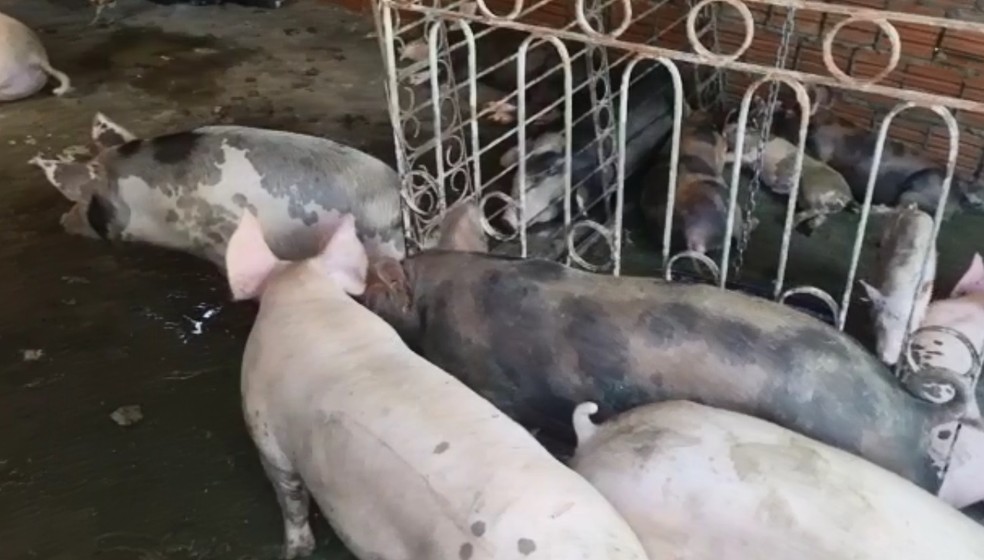 Porcos foram resgatados de granja em Parnamirim — Foto: Divulgação