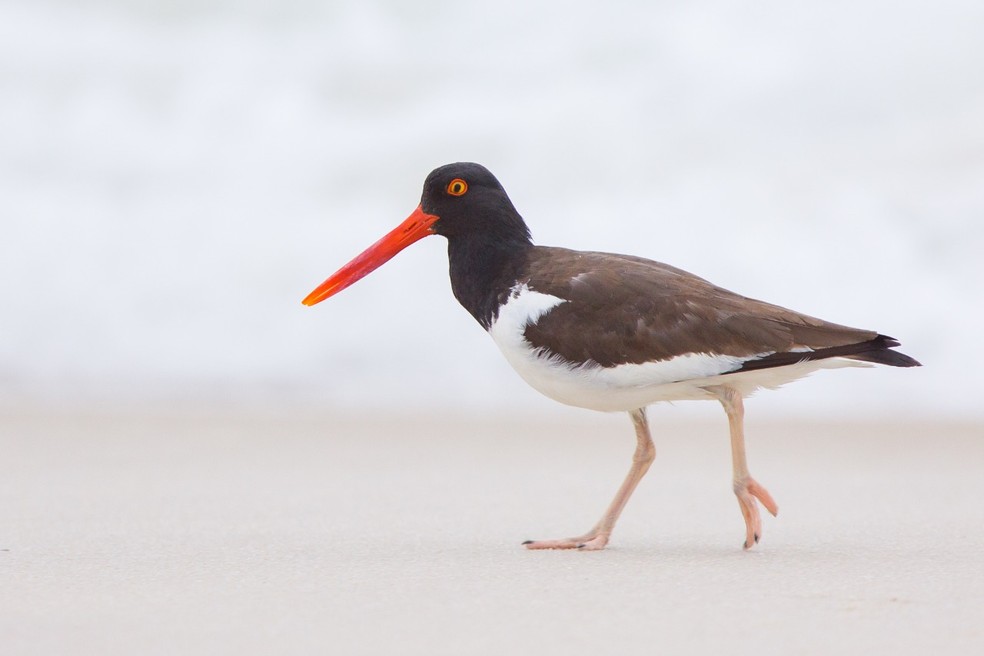 Pirupiru depende das dunas de areia para se reproduzir Terra da