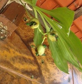 orquídea-abelha-gr-responde (Foto: Wagner Gonçalves)