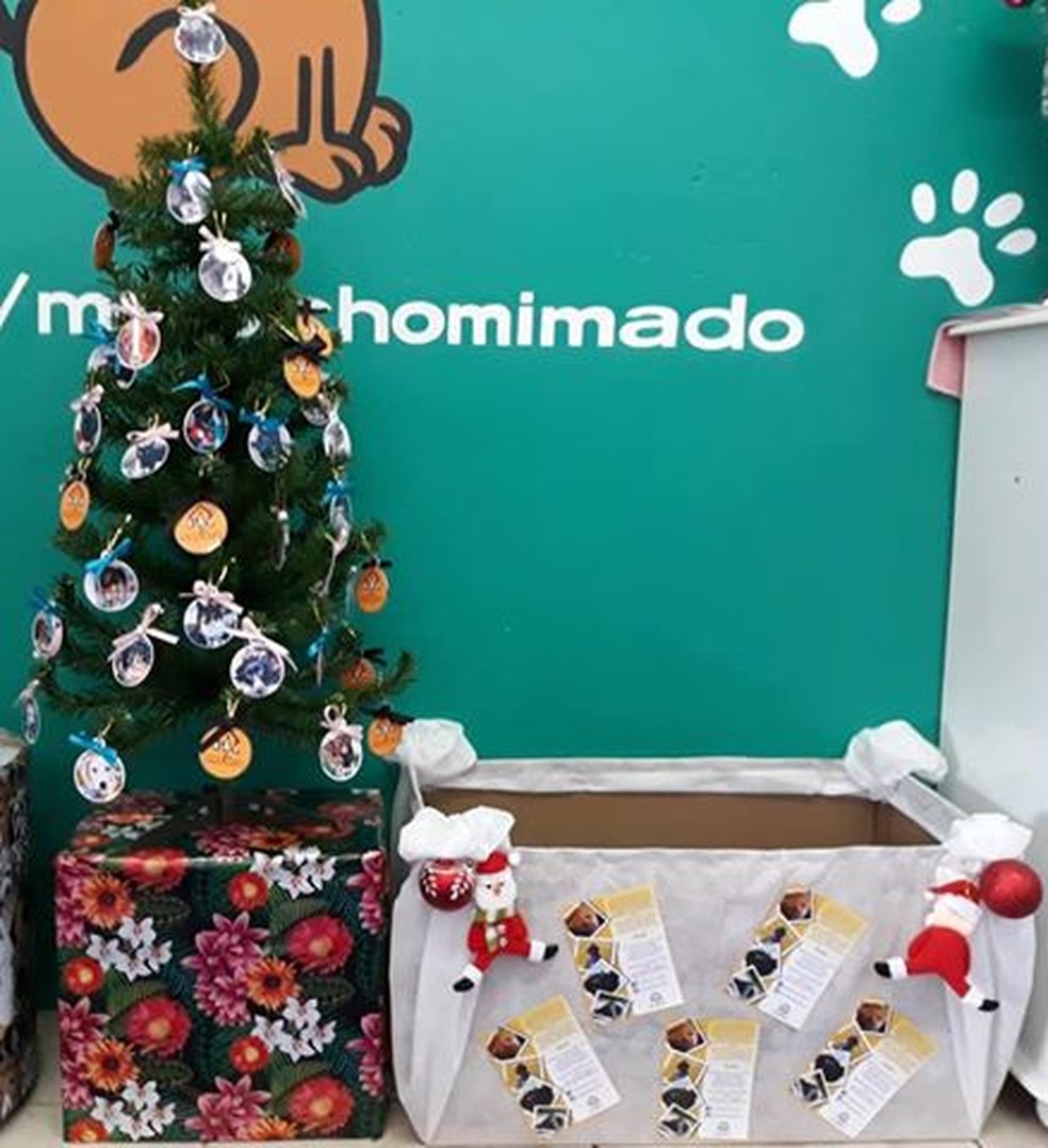 Ãrvores de Natal pedem ajuda para animais abandonados em Sorocaba â Foto: Belinha Sampaio/Arquivo pessoal