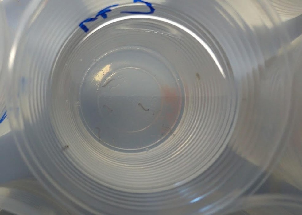Larvas de Aedes aegypti mortas pelas bactérias do pantanal, alvo de estudo da UFMT — Foto: UFMT/Assessoria