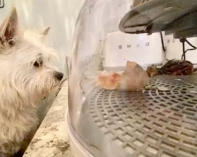Encontro inusitado entre cachorro e peru viraliza no TikTok; veja imagens