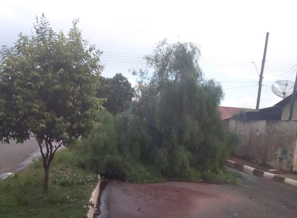 Quedas de árvores foram registradas em Narandiba — Foto: Neyde Alves de Almeida/Cedida