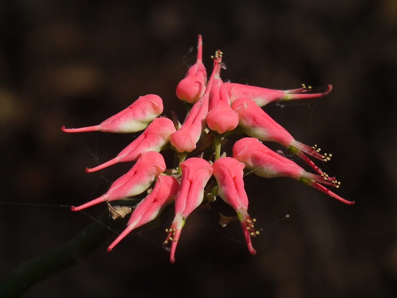 As brácteas florais são o que garantem à espécie o apelido de sapatinho-de-diabo  (Foto: Flickr / Dinesh Valke / Creative Commons)