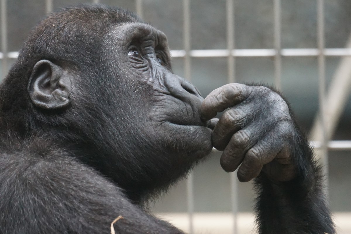 Os primatas são capazes de sentir diversas emoções, como alegria e medo (Foto: Pexels/ Pixabay/ CreativeCommons)