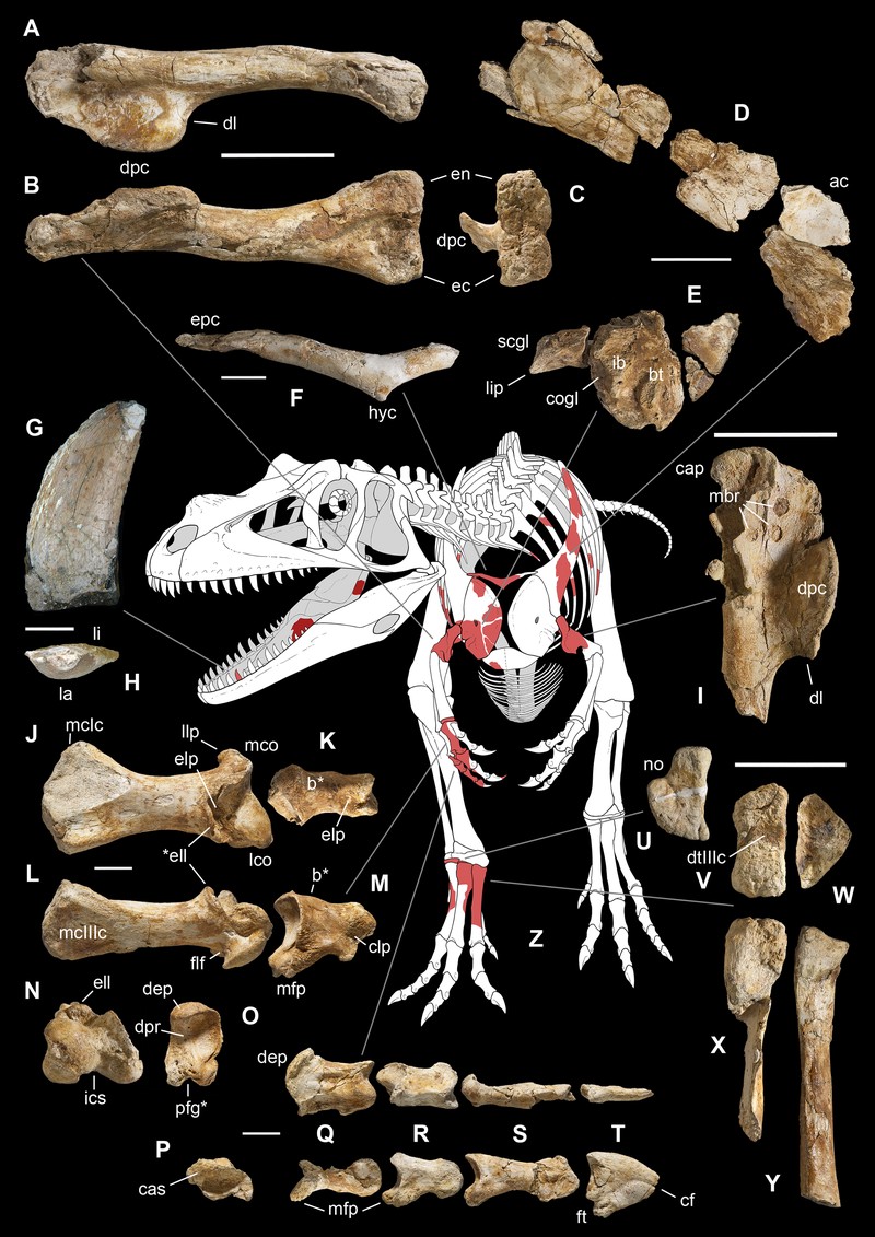 Alguns fragmentos de ossos de Saltriovenator zanellai (Foto: G. Bindellini, C. Dal Sasso and M. Zilioli; drawing by M. Auditore)