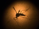 Estudo propõe edição genética para eliminar fêmeas de Aedes aegypti