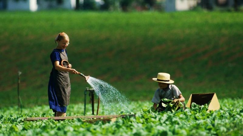 Crianças amish criadas em fazendas tradicionais sofrem incidência particularmente baixa de alergias (Foto: Getty Images via BBC News)