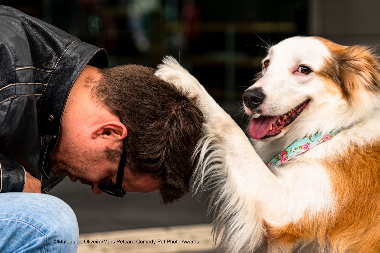 Finalista do concurso de fotos de pets mais engraçadas de 2020 (Foto: Divulgação Mars Petcare Comedy Pet Photo Awards)
