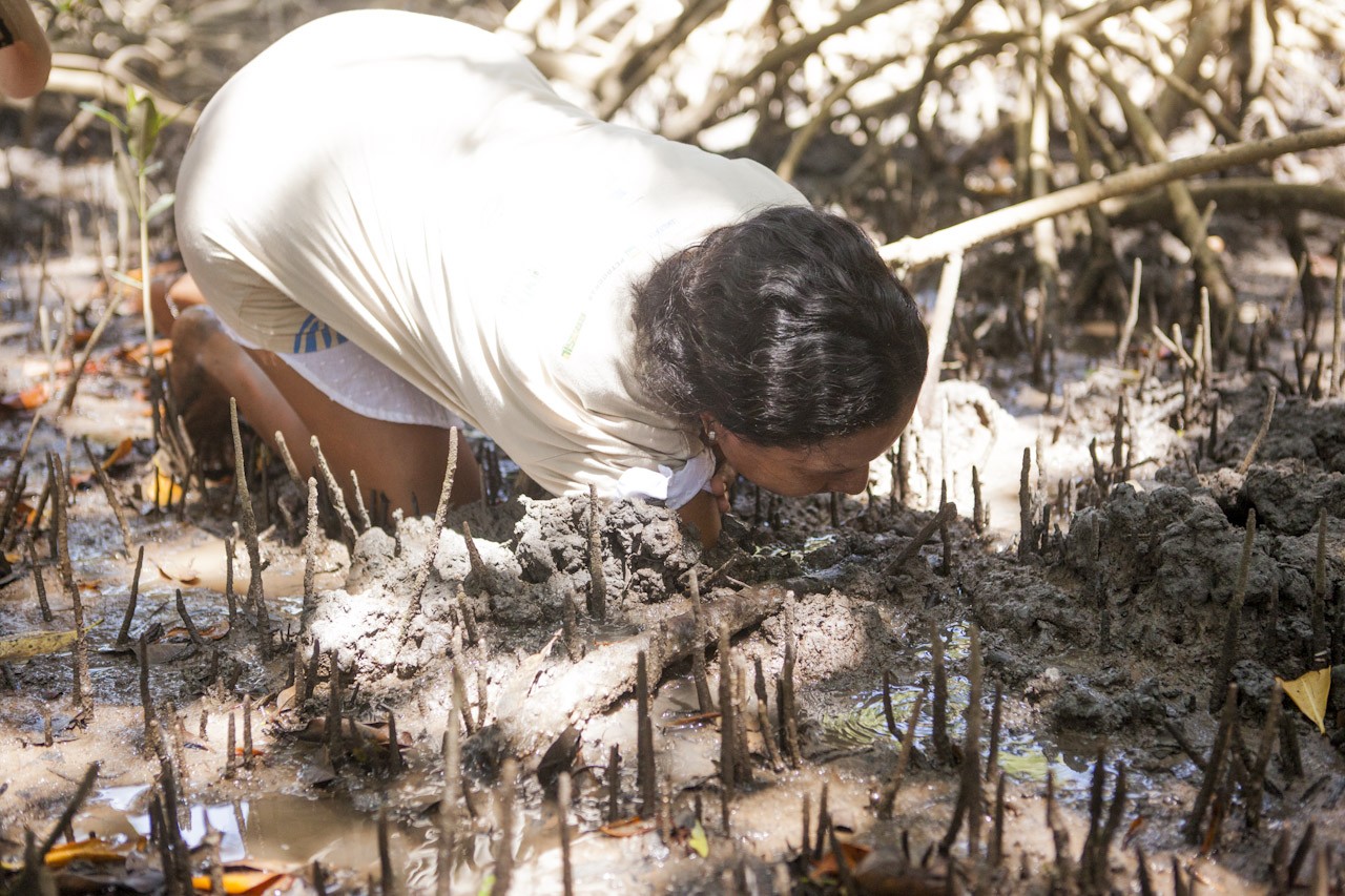 Ao longo de dois anos, cerca de 30 pesquisadores do LAMA se juntarão às comunidades locais para mapear áreas de replantio de árvores e elaborar regras de manejo do caranguejo-uçá (Foto: Rafael Araújo/Instituto Peabiru/Divulgação)