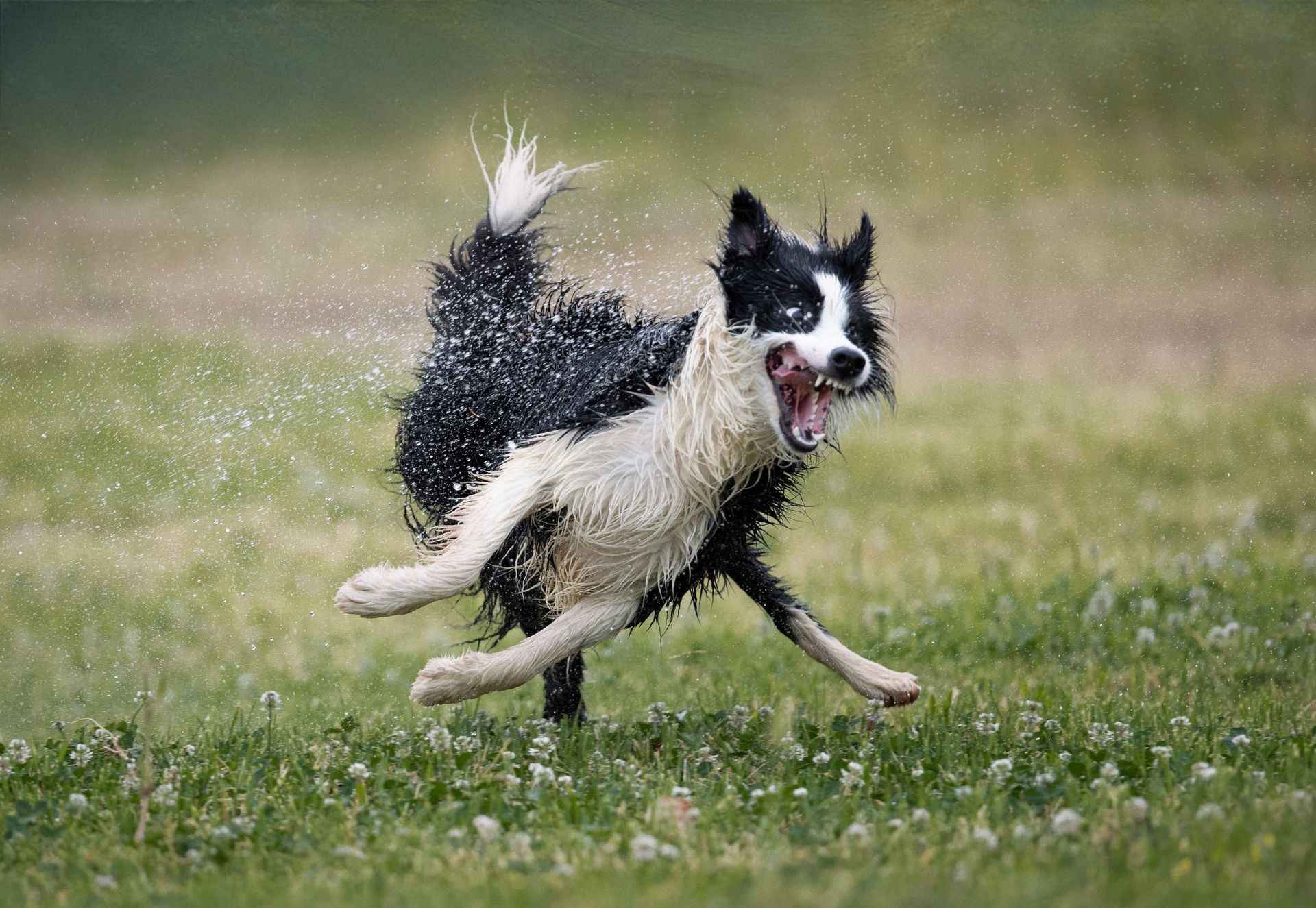 Animais engraçados: Confira a lista e fotos - Portal do Dog