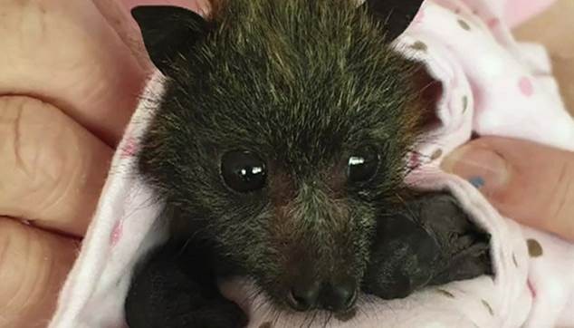 A rede de solidariedade para salvar bebês morcegos órfãos dos incêndios na Austrália thumbnail