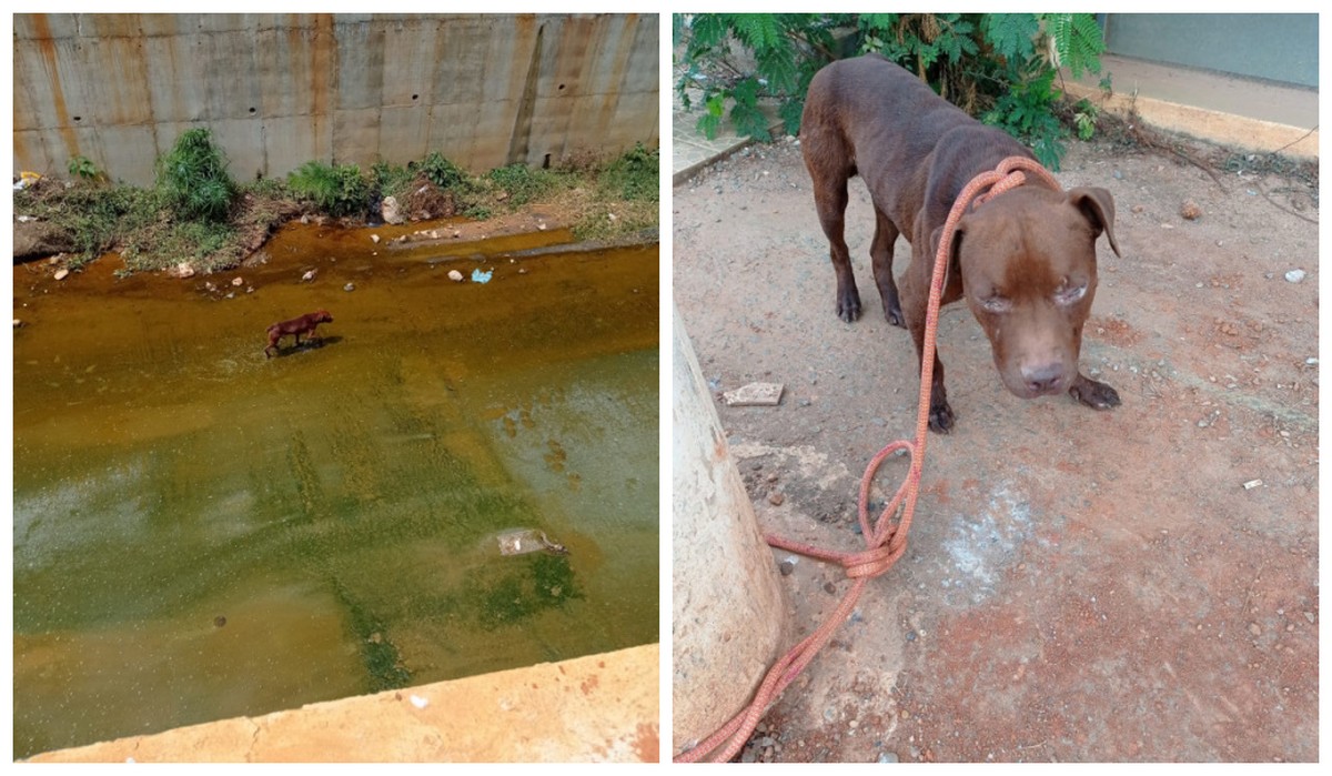 Cachorro pitbull é resgatado pelos bombeiros em córrego de avenida, em Montes Claros