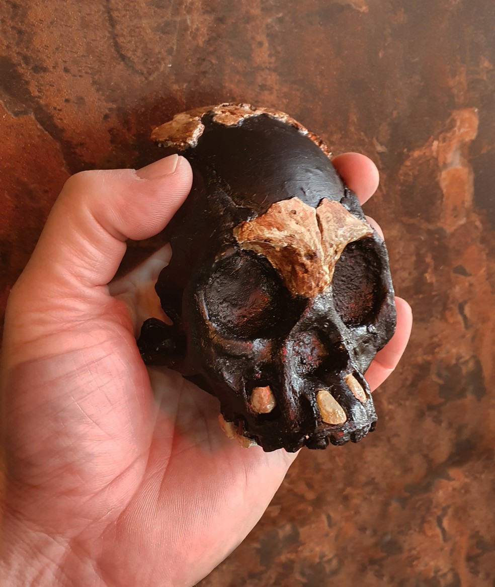 Pesquisadores encontraram fóssil de criança de 250 mil na África do Sul — Foto: Wits University