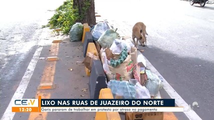 CETV 1ª Edição - Fortaleza, Ataque de abelhas mata cavalo e galinhas em  Juazeiro do Norte