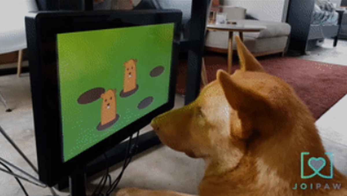 Videogame para cachorro? 'Console' canino permite jogar com o focinho
