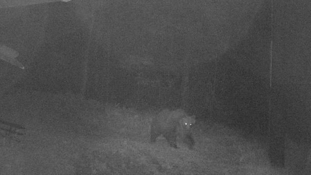 Animal foi fotografado por câmeras de segurança presentes na floresta do Monte Marzola, onde fica a reserva em que vivia (Foto: Assessoria de imprensa da Província de Trento)